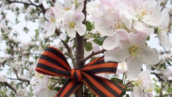 Георгиевская ленточка на цветущем дереве