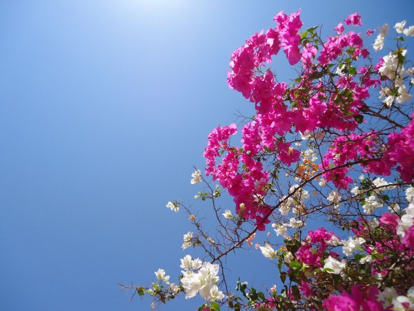 Цветы в мае