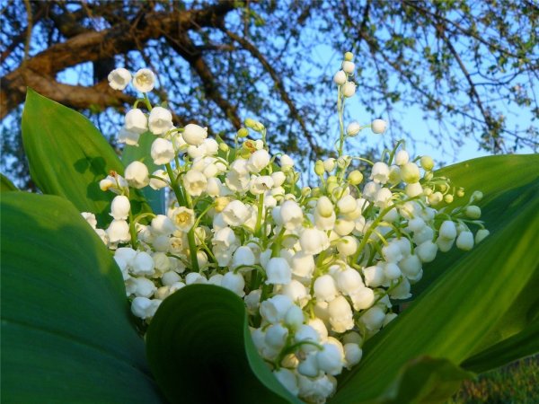 Ландыш Майский букет