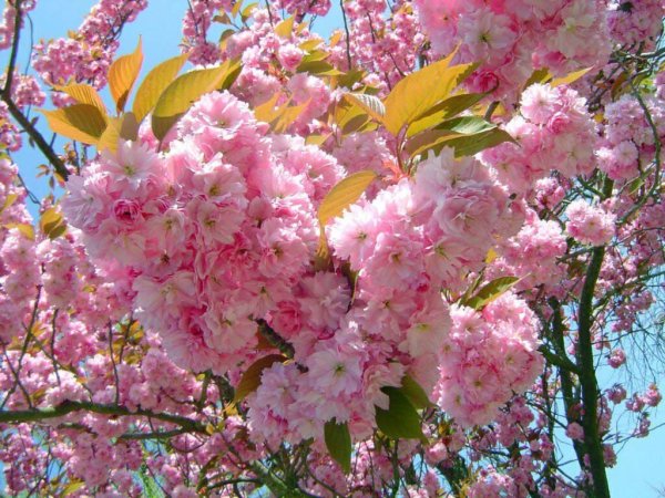 Сирень и Сакура