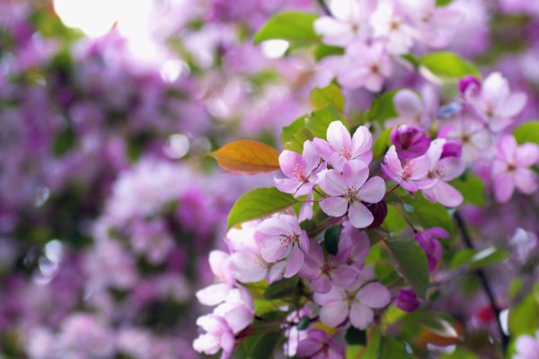 Цветущий май