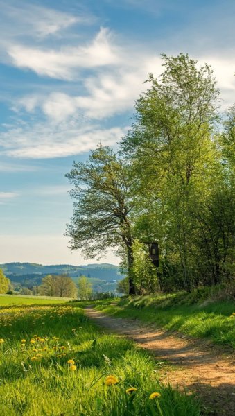 Весна ветки