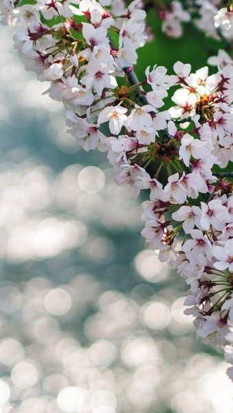 Природа весной