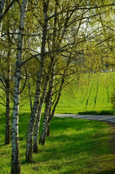 Тропинка в лесу