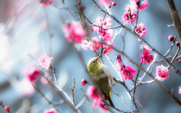Японская белоглазка пение