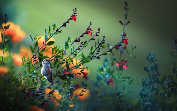 Макросъемка природа