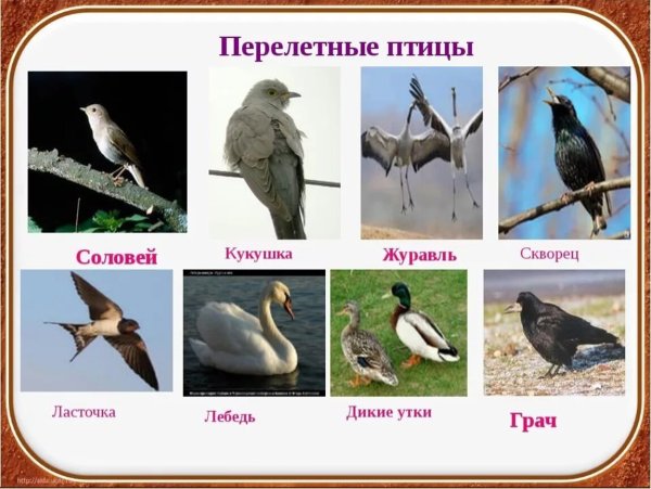 Перелётные птицы Башкирии названия