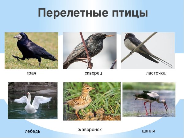 Перелетные птицы Грач и скворец