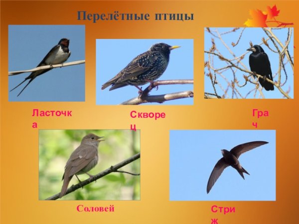 Перелетные птицы Грач и скворец