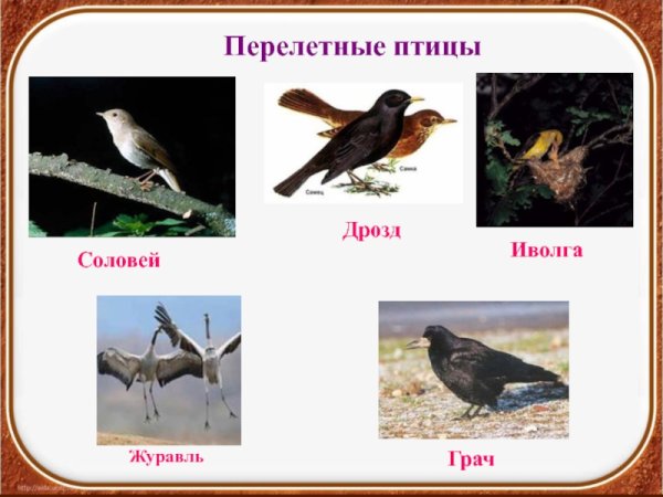 Представители перелетных птиц