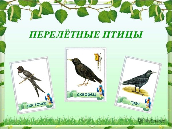 Перелтные птица для детскогосада