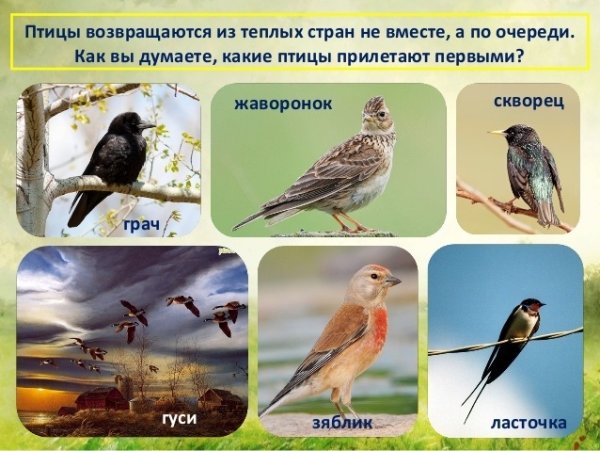 Какие птицы прилетают