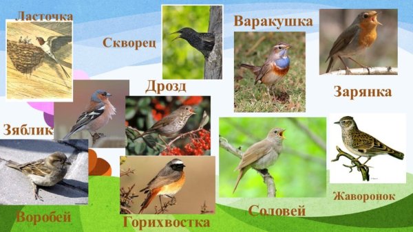 Весенние птицы названия