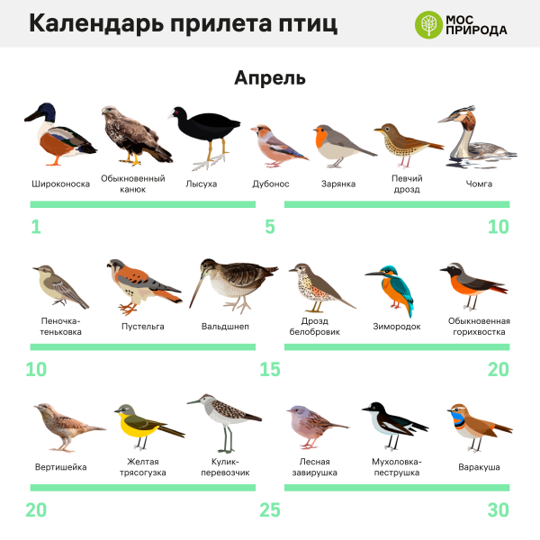Какие птицы прилетают веснвесной
