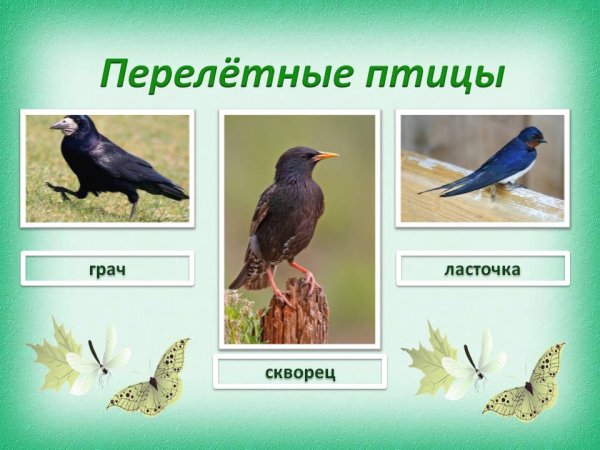 Перелетные птицы цветные