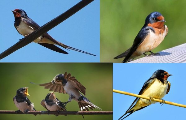 Зимующие птицы Подмосковья