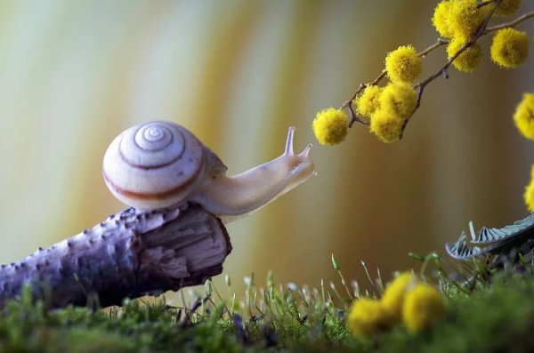 Жизнь улитки в природе