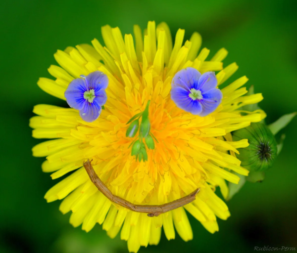 Открытки с одуванчиками