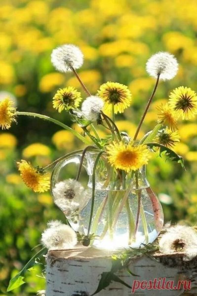 Цветы солнечное настроение