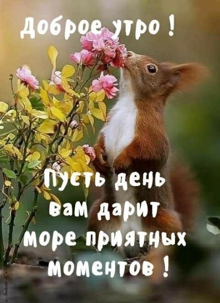 Доброе утро прикол