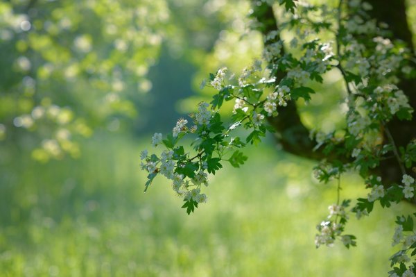 Зеленая природа