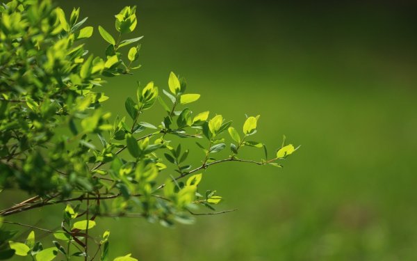 Весенняя зелень