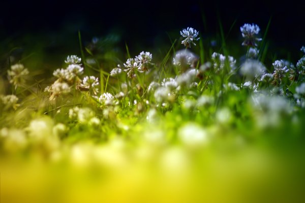 Весна зелень