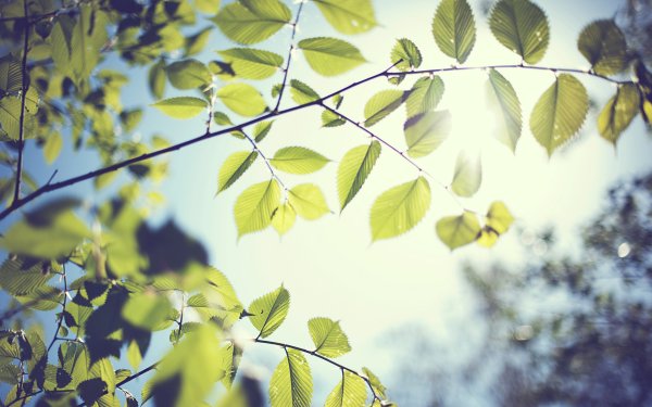 Ветка дерева летом