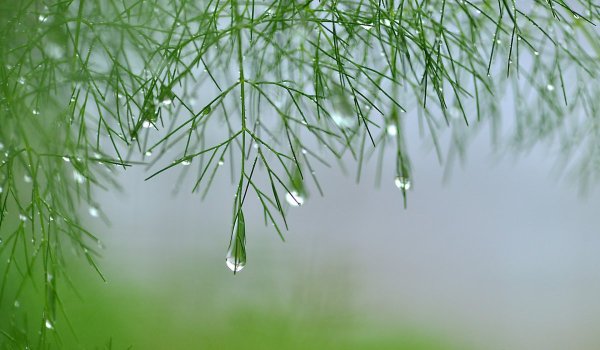 Дождь зелень