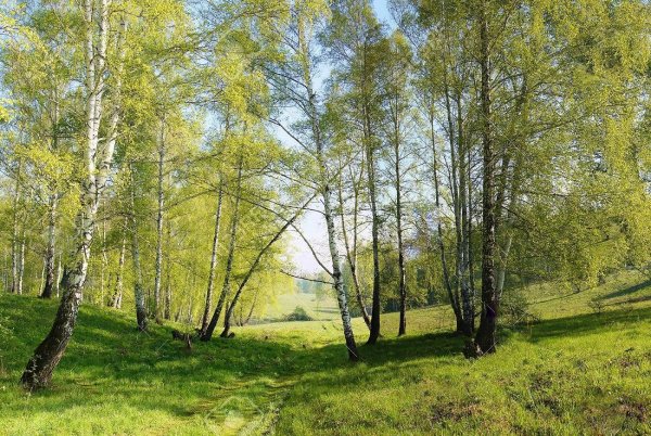 Березовая роща Горно Алтайск