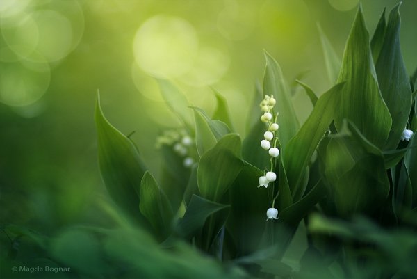 Нежная зелень весны