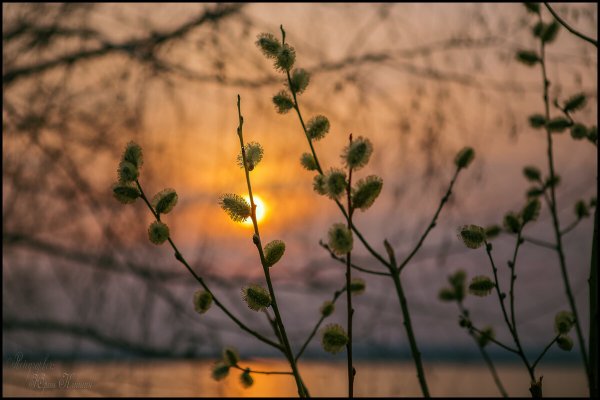 "Апрельский вечер. Весна