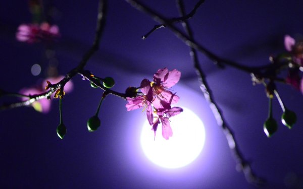 Ночь весной