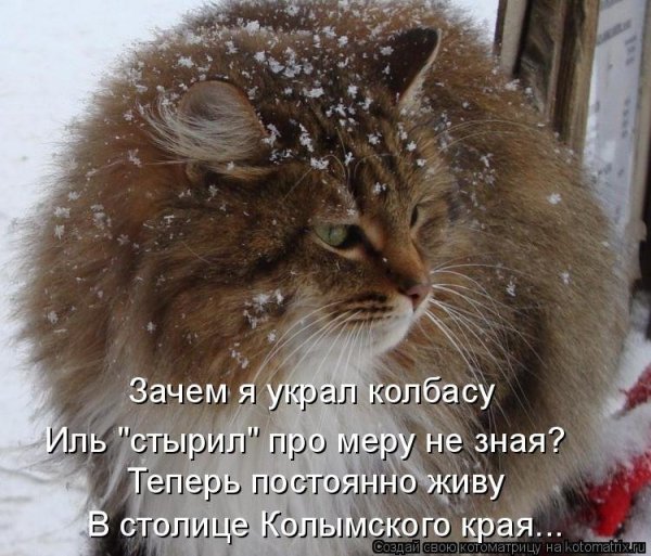 Кот зима пришла