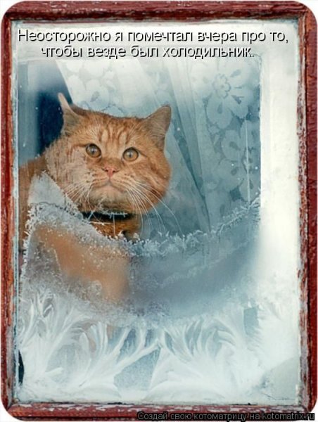 Кот ждет весну