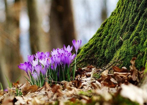 Весна природа апрель май