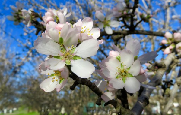 Цветущее деревьвесной для детей