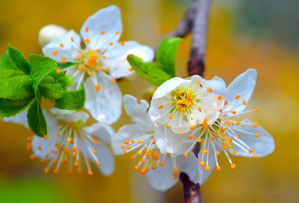 Яблоня весной