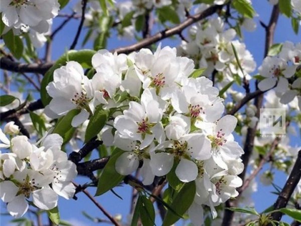 Ясная Поляна цветение яблонь