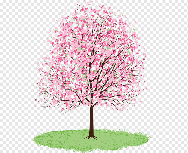 Грушевое дерево цветение