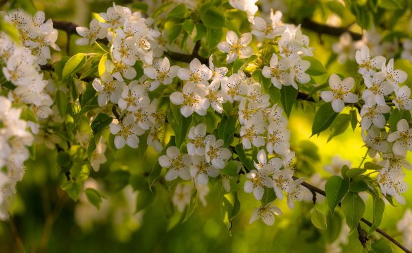 Черри блоссом