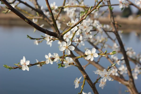 Ясная Поляна цветение яблонь