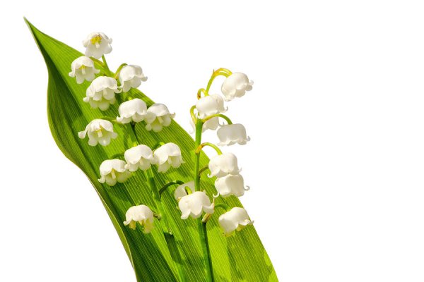 Цветы Ландыши