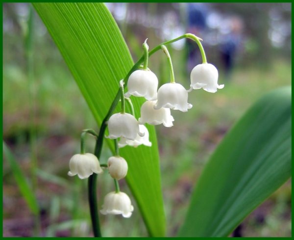 Цветы Ландыши и подснежники