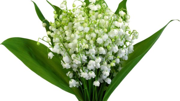 Букет ландышей на белом фоне