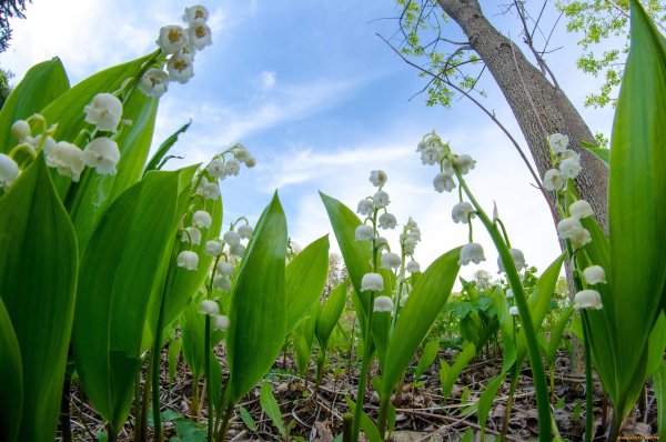 Ландыш Майский ГФ