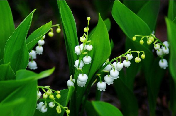 Ландыш крупноцветковый