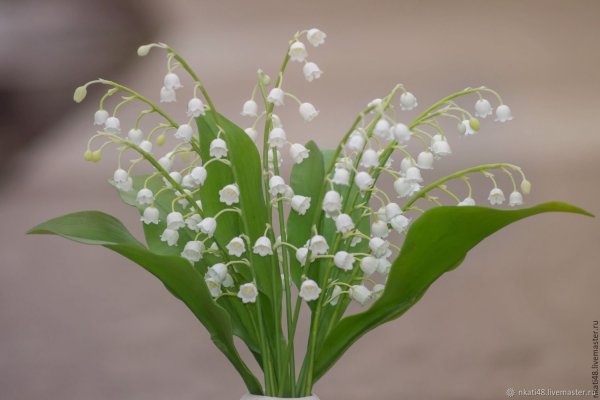 Ландыш Майский соцветие