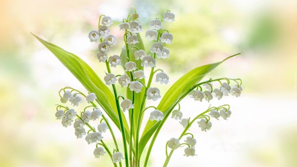 Открытки с ландышами