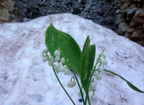 Ландыш Майский зимой